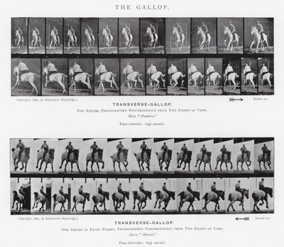 Eadweard Muybridge: O Galope (foto a p/b) de Eadweard Muybridge