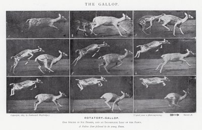 Eadweard Muybridge: O Galope (foto a p/b) de Eadweard Muybridge