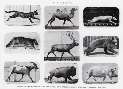 Eadweard Muybridge: O Galope (foto a p/b) de Eadweard Muybridge