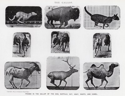 Eadweard Muybridge: O Galope (foto a p/b) de Eadweard Muybridge