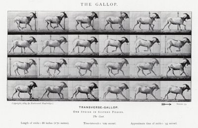 Eadweard Muybridge: O Galope (foto a p/b) de Eadweard Muybridge