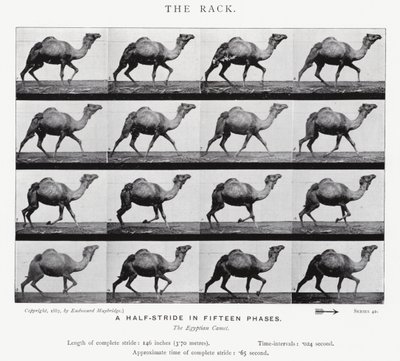 Eadweard Muybridge: O Rack (foto a p/b) de Eadweard Muybridge
