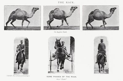 Eadweard Muybridge: The Rack de Eadweard Muybridge