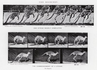 Eadweard Muybridge: O Ricochet (foto a p/b) de Eadweard Muybridge