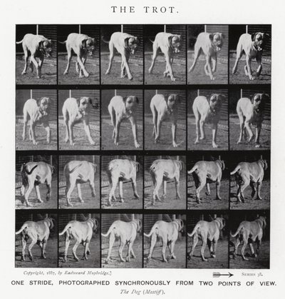Eadweard Muybridge: O Trote (foto a p/b) de Eadweard Muybridge