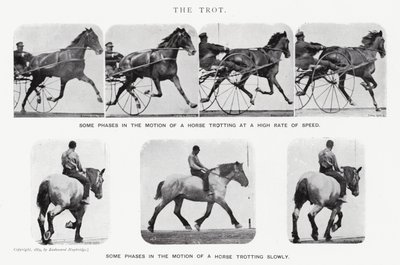 Eadweard Muybridge: O Trote (foto a p/b) de Eadweard Muybridge