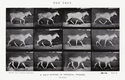 Eadweard Muybridge: O Trote (foto a p/b) de Eadweard Muybridge