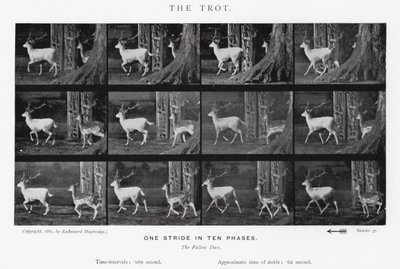 Eadweard Muybridge: O Trote (foto a p/b) de Eadweard Muybridge
