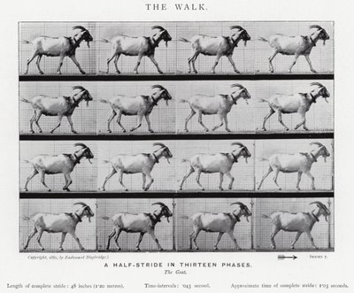 Eadweard Muybridge: A Caminhada (foto a p/b) de Eadweard Muybridge