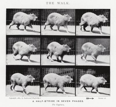 Eadweard Muybridge: A Caminhada (foto a p/b) de Eadweard Muybridge