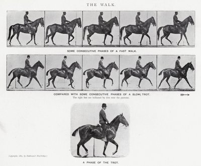 Eadweard Muybridge: A Caminhada (foto a p/b) de Eadweard Muybridge