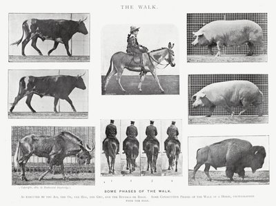 Eadweard Muybridge: A Caminhada (foto a p/b) de Eadweard Muybridge