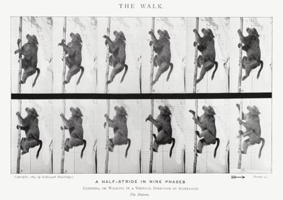 Eadweard Muybridge: A Caminhada (foto a p/b) de Eadweard Muybridge
