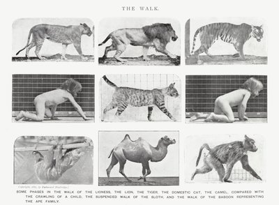Eadweard Muybridge: A Caminhada (foto a p/b) de Eadweard Muybridge