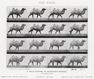 Eadweard Muybridge: A Caminhada (foto a p/b) de Eadweard Muybridge