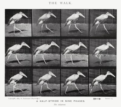 Eadweard Muybridge: A Caminhada (foto a p/b) de Eadweard Muybridge