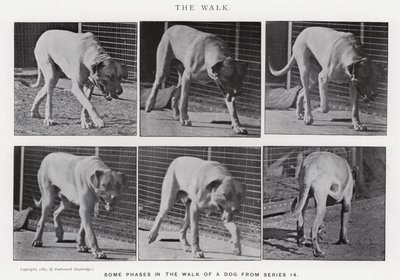 Eadweard Muybridge: A Caminhada (foto a p/b) de Eadweard Muybridge