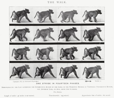 Eadweard Muybridge: A Caminhada (foto a p/b) de Eadweard Muybridge