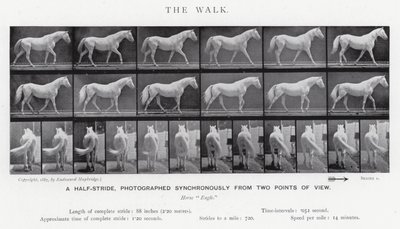 Eadweard Muybridge: A Caminhada (foto a p/b) de Eadweard Muybridge