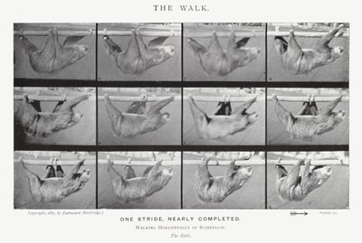 Eadweard Muybridge: A Caminhada (foto a p/b) de Eadweard Muybridge