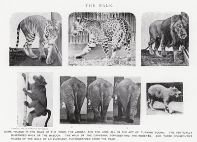 Eadweard Muybridge: A Caminhada (foto a p/b) de Eadweard Muybridge