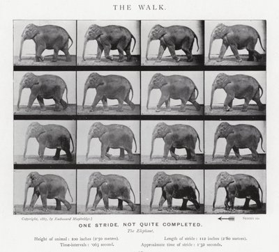 Eadweard Muybridge: The Walk de Eadweard Muybridge
