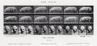 Eadweard Muybridge: The Walk de Eadweard Muybridge