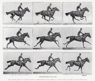Eadweard Muybridge: Transverse-Gallop (foto a p/b) de Eadweard Muybridge