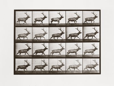 Elk, placa 692 da locomoção animal, 1887 de Eadweard Muybridge