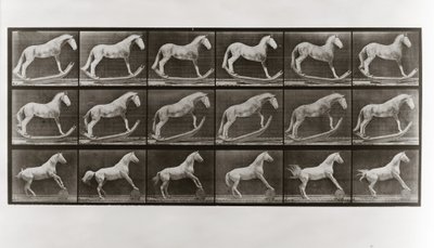 Cavalo, ligado, roqueiros, e, cavalo, rolando um barril, prato, 649, de, animal, locomotion, 1887 de Eadweard Muybridge