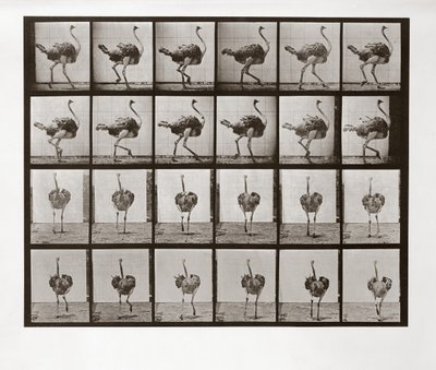 Corrida de Avestruz, Placa 772 de Locomoção de Animais, 1887 de Eadweard Muybridge