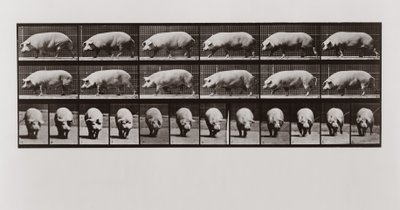 Porco andando, placa 673 de animal locomoção, 1887 de Eadweard Muybridge