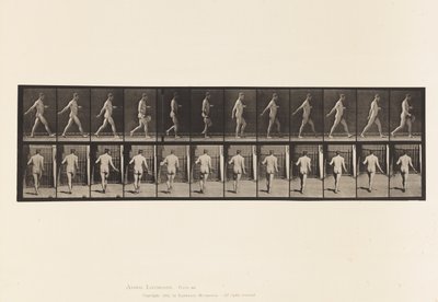 Placa 389. Agricultor, Semente de Dispersão, 1872-1885 de Eadweard Muybridge