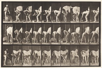 Placa 508. Calçando um Cavalo de Eadweard Muybridge