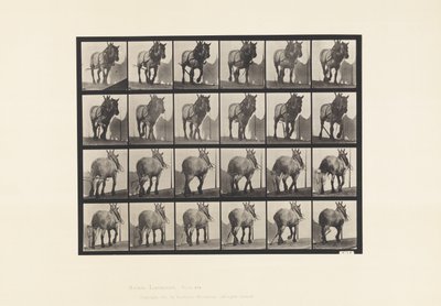 Placa 564.Hauling; Cadeia de troncos quebrados; Pusel de cavalo Belga Cinzento Escuro de Eadweard Muybridge