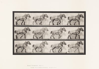 Prato 565.Hauling;Pusel de Cavalo Belga Cinzento Escuro de Eadweard Muybridge
