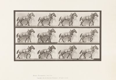 Placa 567.Hauling; Cavalo Belga Cinza Escuro Billy, 1885 de Eadweard Muybridge