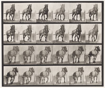 Prato 568. Arrasto; Cavalo Belga Cinzento Escuro Billy de Eadweard Muybridge
