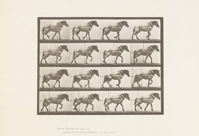 Placa 569.Hauling; Cavalo Belga Cinza Escuro Hansel, 1885 de Eadweard Muybridge