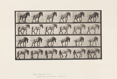 Placa 570.Hauling; Cavalo Belga Cinza Escuro Hansel, 1885 de Eadweard Muybridge