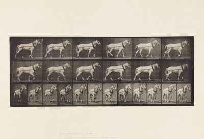 Placa 571.Hauling; Luz-Cinza Mare Johnson, 1885 de Eadweard Muybridge