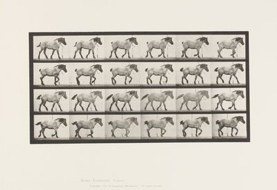 Placa 574. Andar; Livre; Cavalo Belga Cinza Escuro Hansel, 1885 de Eadweard Muybridge