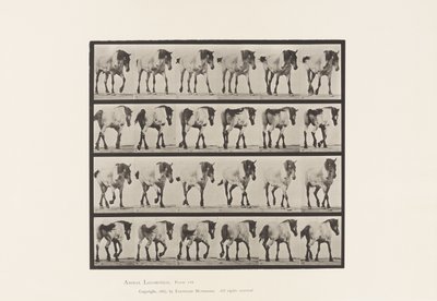 Placa 575. Andar; Livre; Cavalo Belga Cinza Escuro Hansel, 1885 de Eadweard Muybridge