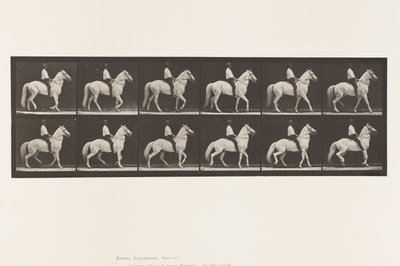 Placa 577. Andar; Selim; Irregular; Cavalo Branco Clinton, 1885 de Eadweard Muybridge