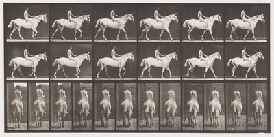 Placa 581.Walking; Bareback; Rider, 43, Nude; Cavaleiro Cinzento Claro, 1885 de Eadweard Muybridge