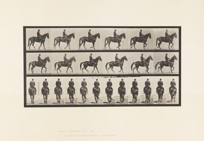Placa 584.Walking; Selim; Irregular; Beleza da égua castanha, 1885 de Eadweard Muybridge