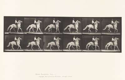 Placa 589.Ambling de Eadweard Muybridge