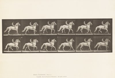 Placa 590.Ambling de Eadweard Muybridge