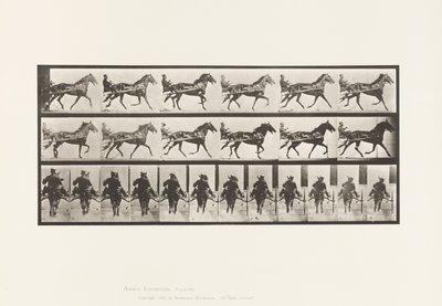 Prato 594. Rocking (Embalagem): Sulky; Brown Horse Pronto de Eadweard Muybridge