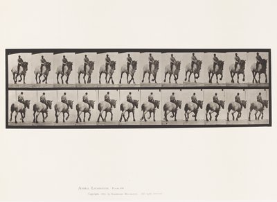 Prato 599. Trotando; Bareback; Dusel Cinzento Escuro de Eadweard Muybridge